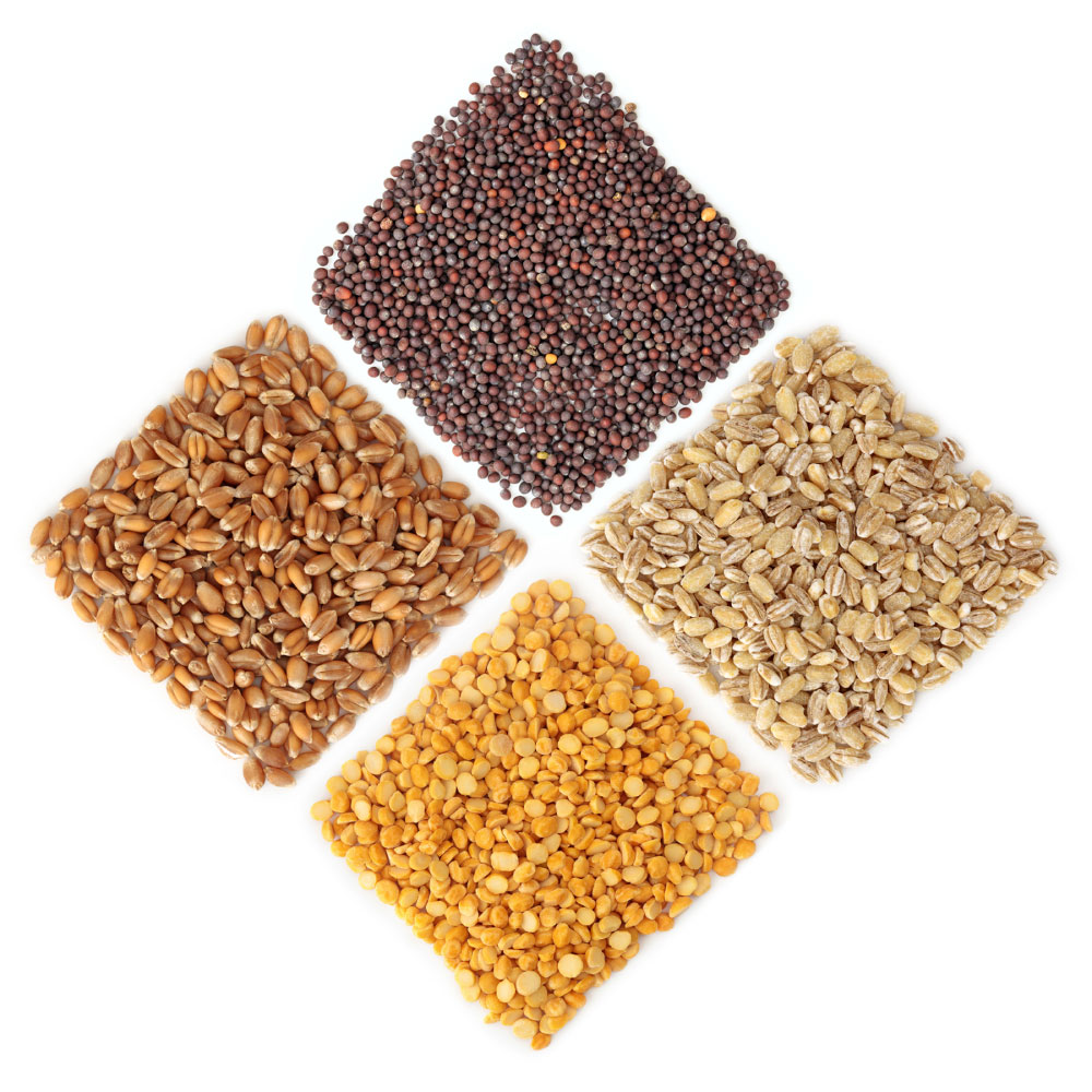 Seeds graphic showing Wheat, canola, pulses and barley