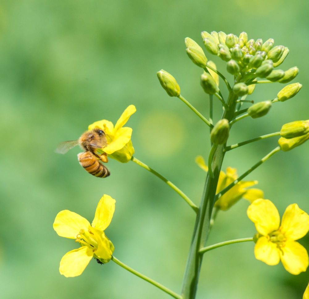 Bee taking pollen from a flower