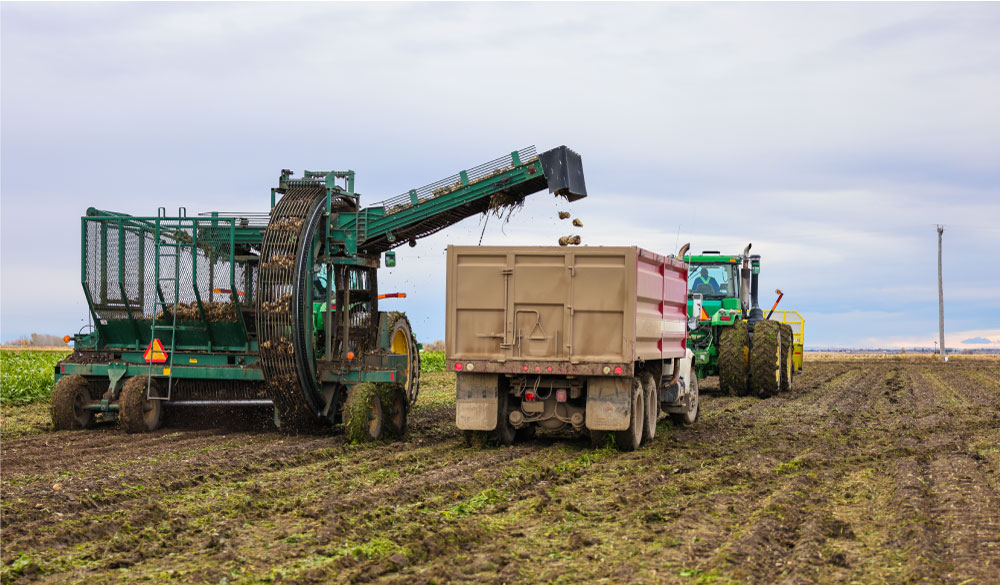 Harvesting sugar beets