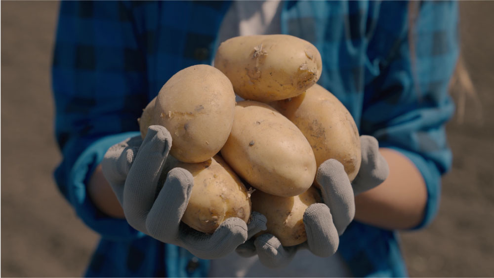 Holding a hand full of potatoes